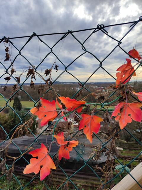 Dem fotografisch geschulten Auge entgeht ein solches Farbenspiel nicht | Foto: Aurelia Kling