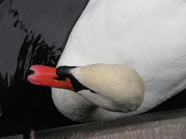 Wann hat man das Glück einem Tier so nahe zu kommen? Wenn man im Ziegeleipark auf der Brücke steht und der Schwan auf Futter hofft...  | Foto: WandernGabyErich