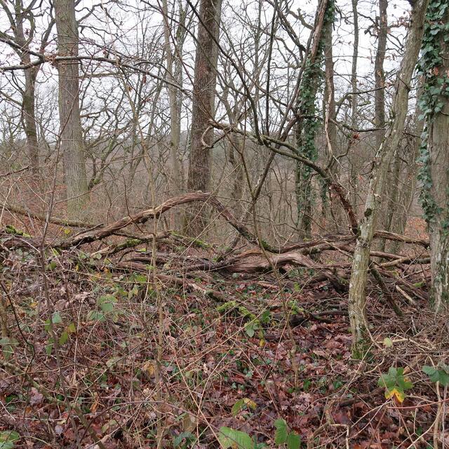 Foto: Eduard Warenik