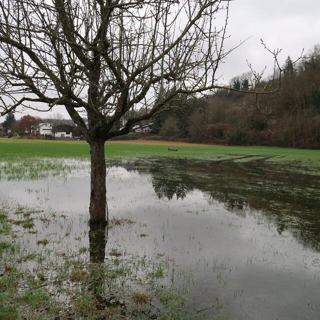 Foto: Eduard Warenik