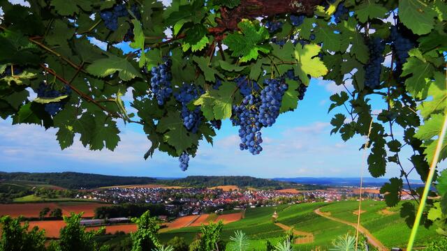 Der Blick vom Staufenberg im Sommer. | Foto: Ulrich Rank