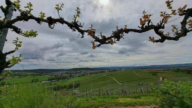 Der Blick vom Staufenberg im Frühling. | Foto: Ulrich Rank