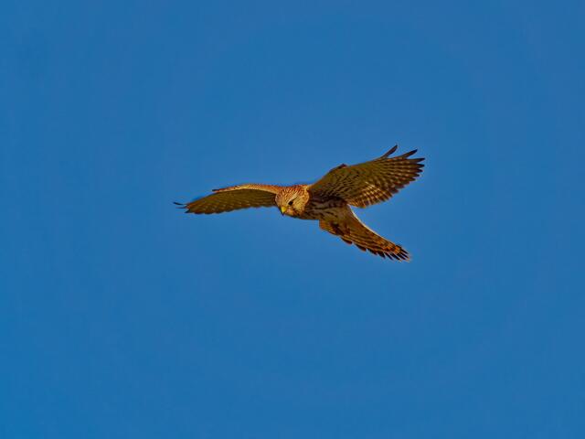 Weibchen (brauner Kopf) | Foto: Eigenes Bild TB