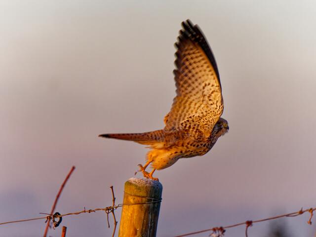 Turmfalke | Foto: Eigenes Bild TB