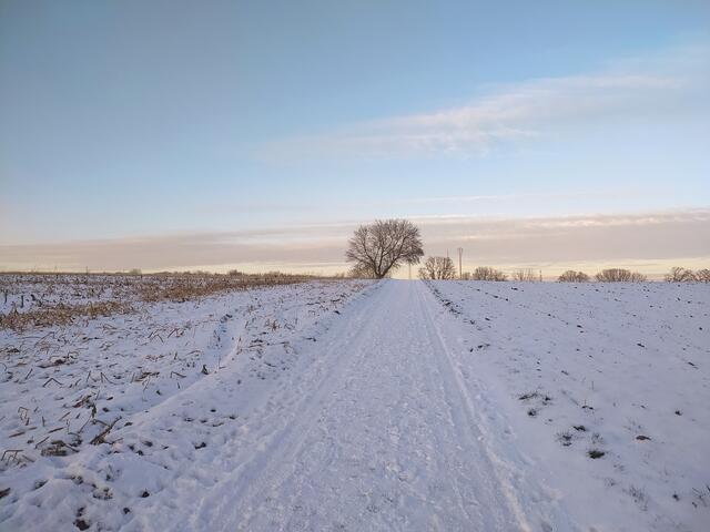 Oben grüßt ein einzelner Baum die Spaziergänger, die hier hinauf gehen.  | Foto: sigischlottke