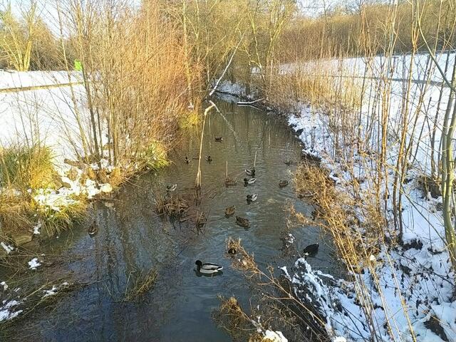 Eiskaltes Vergnügen - eine Horde Enten badet im Mühlbach.  | Foto: sigischlottke