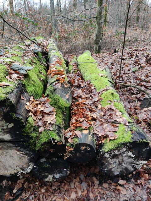 Foto: Gudrun Schickert