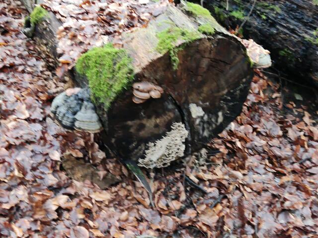 Im Wald lagen schon länger gefällte Baumstämme, auf denen wunderschöne Baumpilze wuchsen. | Foto: Gudrun Schickert