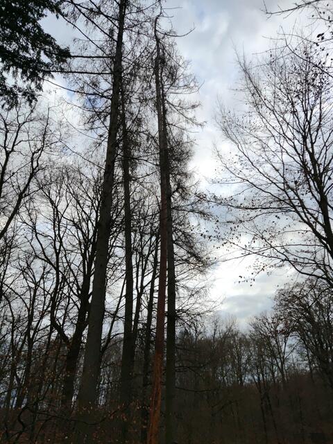 Foto: Gudrun Schickert