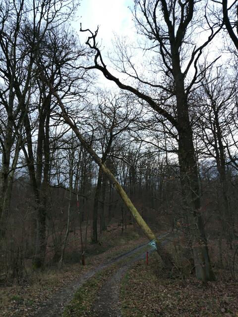 Leider fiel auch das Naturdenkmal dem vor einer Woche voraus gegangenen Sturm zum Opfer. | Foto: Gudrun Schickert