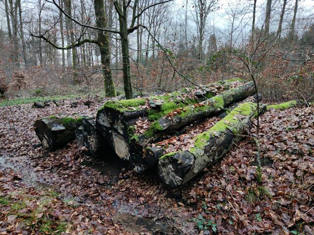 Die Baumpilze können totes, aber auch geschwächtes Holz befallen.
Die Pilzsporen dringen meist über eine Wunde in der Rinde ins Innere des Baumstammes ein.   | Foto: Gudrun Schickert