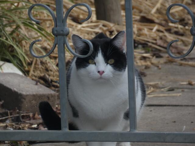 Ein Kätzchen schaut den Wanderern interessiert zu.  | Foto: sigischlottke