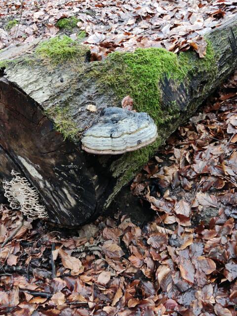 Hier kann man sehr schön den eigentlichen Fruchtkörper vom Zunderschwamm erkennen. Das eigentliche Pilzgeflecht eines Baumpilzes, das Myzel, wächst völlig unbemerkt, oft über Jahre hinweg im Inneren des Baumstammes.  | Foto: Gudrun Schickert