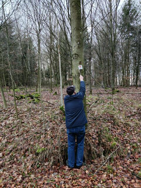 Der Wegewart unserer Ortsgruppe bemerkte sofort, dass eine Wegmarkierung durch einen abgefallenen Nagel in die falsche Richtung zeigte, nämlich nach unten..  | Foto: Christina Hansel
