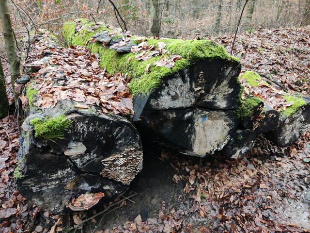Auf dem mittleren Baumstamm wuchsen die Pilzkörper des Zunderschwamms dicht an dicht. Er hat seinen Namen, weil die Menschen in der Steinzeit seinen Fruchtkörper zum Feuer anzünden benutzt hatten.
 | Foto: Gudrun Schickert
