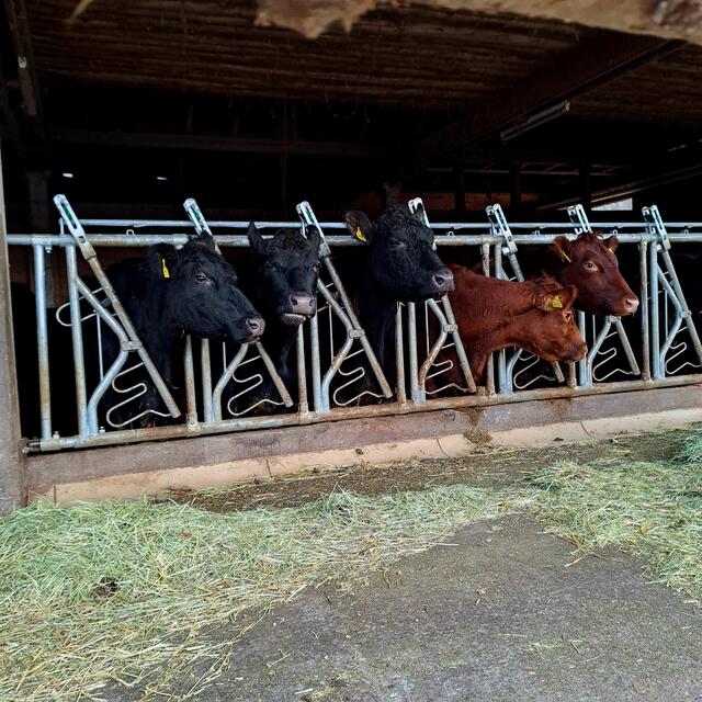 Foto: Eduard Warenik 