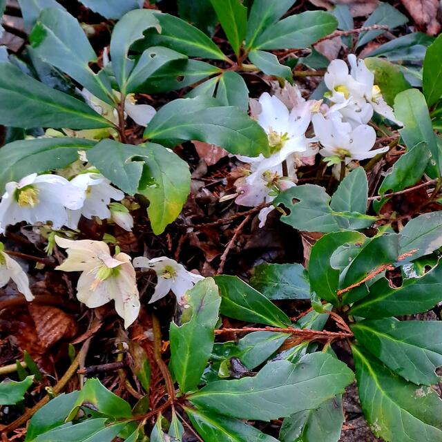 Foto: Eduard Warenik 