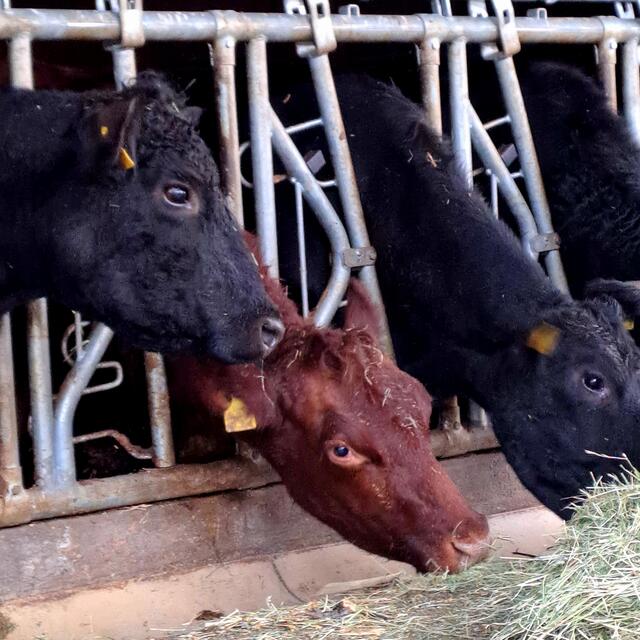 Foto: Eduard Warenik 