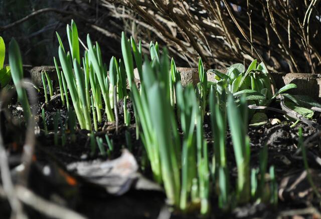 Auch die Zwiebelblüher treiben schon. | Foto: Daniela Somers