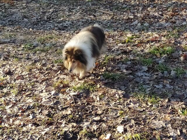 Ein sehr netter und total braver Hund | Foto: sigischlottke
