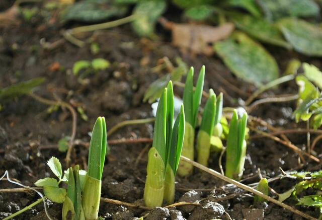 Bisschen früh. Aber erst bitterkalt, dann wärmer. Da lassen sie sich nicht mehr aufhalten. | Foto: Daniela Somers