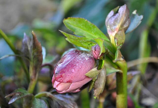 Knospe der Lenzrose | Foto: Daniela Somers