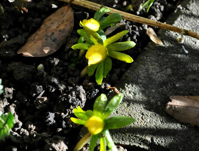 Winterlinge, endlich ein bisschen Farbe im Garten | Foto: Daniela Somers