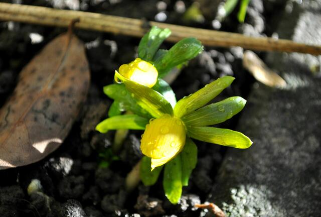 Knospen an den Winterlingen. Heute oder Morgen werden sie wohl aufblühen. | Foto: Daniela Somers