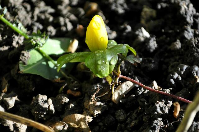 Winterlinge. Noch ist Winter. Aber sie geben Hoffnung auf den Frühling | Foto: Daniela Somers