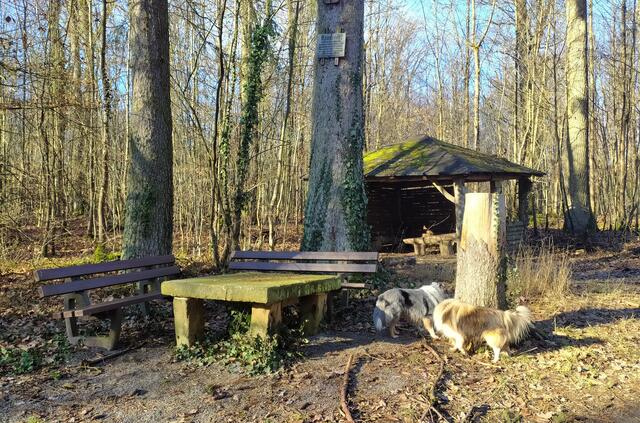 Eigentlich zwei Hunde - beide sehr freundlich | Foto: sigischlottke