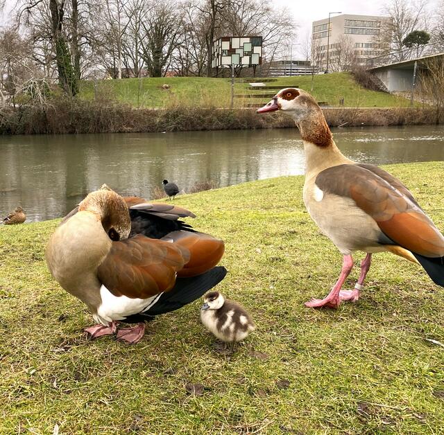 Foto: Heide Böllinger aus Bad Friedrichshall
