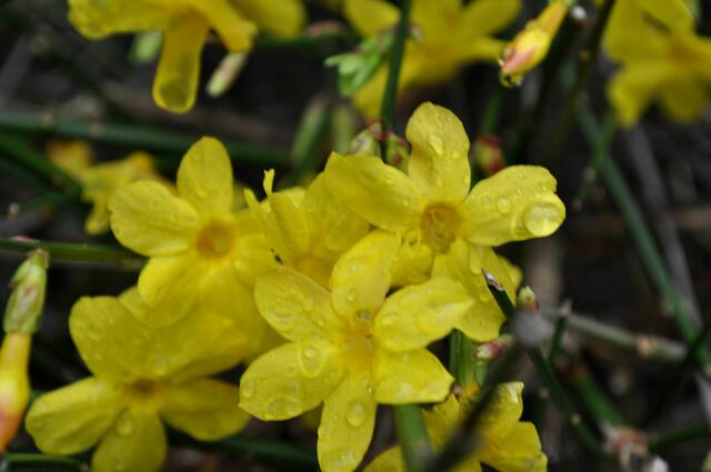 Der Winterjasmin blüht schon herrlich. | Foto: Daniela Somers