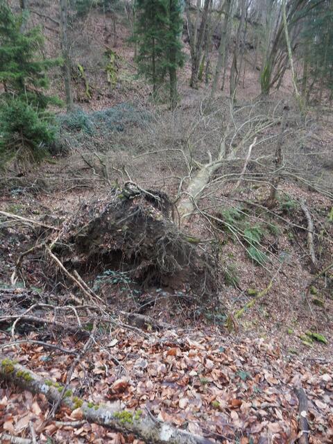 beeindruckende Bäume in den Wäldern | Foto: E. Rosendorf