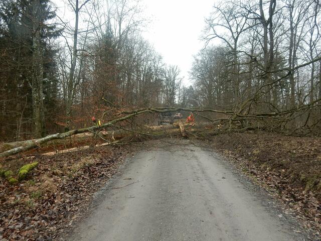 Durch einen großen Baum den Weg versperrt | Foto: E. Rosendorf