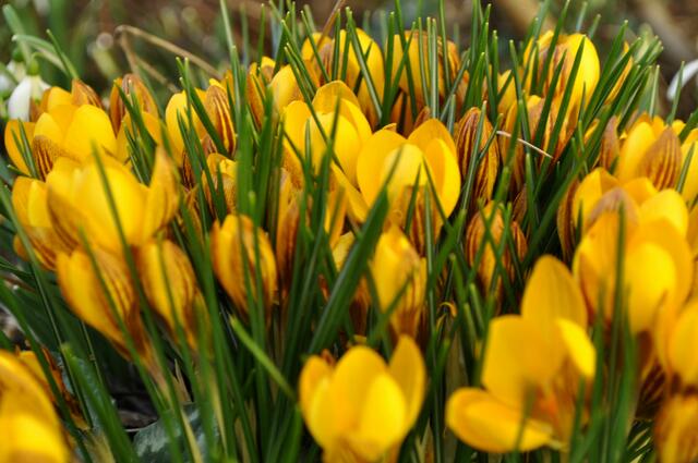 Krokusse | Foto: Daniela Somers