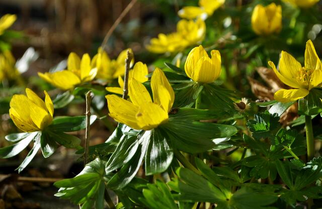 Winterlinge | Foto: Daniela Somers