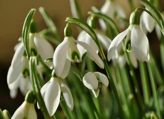Schneeglöckchen | Foto: Daniela Somers