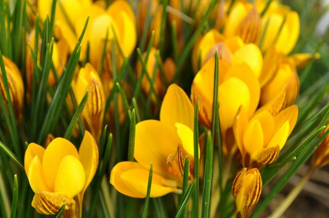 Krokusse | Foto: Daniela Somers