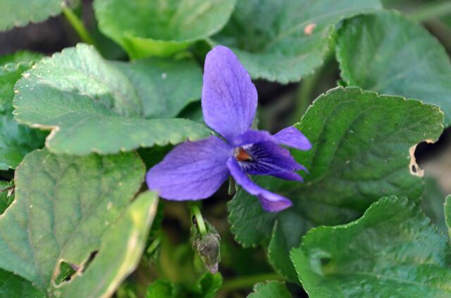 Veilchen | Foto: Daniela Somers