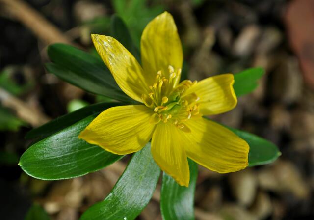 Winterlinge | Foto: Daniela Somers