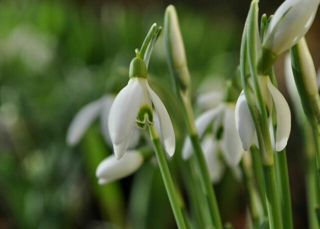 Schneeglöckchen | Foto: Daniela Somers