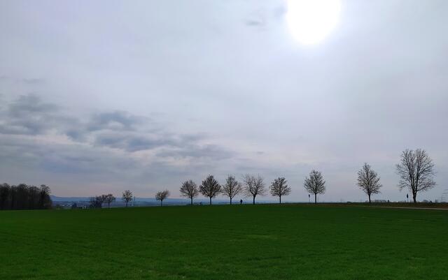 Wunderbar aufgereiht - Bäume in Reih und Glied | Foto: sigischlottke