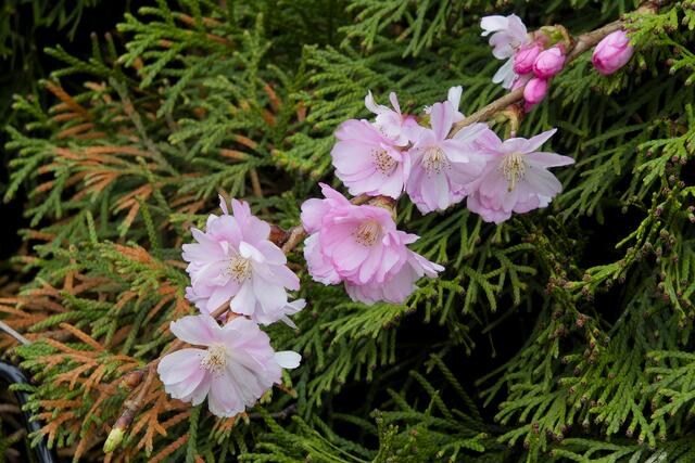 Blüten einer japanischen Zierkirsche - wunderschön | Foto: Michael Harmsen
