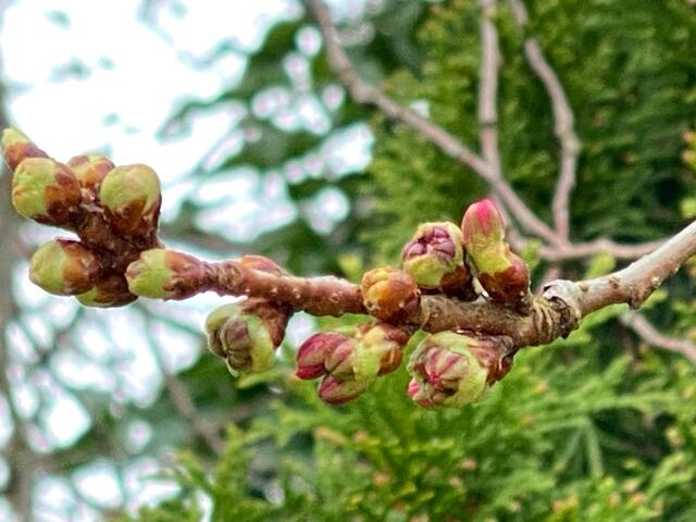 Die japanische Zierkirsche ist hier bereits ein großer Baum und über und über voller Knospen. Das wird bestimmt traumhaft aussehen, wenn sie alle erblüht sind.  | Foto: Beate Bonte