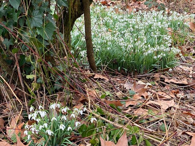 Die Schneeglöckchen haben sich zwar ein bisschen im Wald versteckt - wir haben sie und den Frühling trotzdem gesehen 😊 | Foto: Beate Bonte