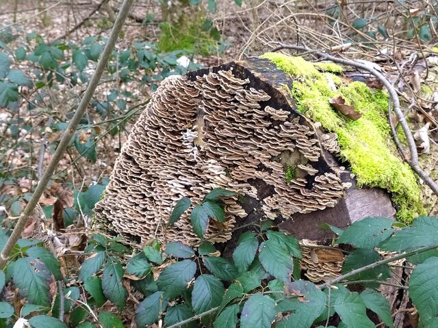 Ein toller Baumpilz | Foto: sigischlottke