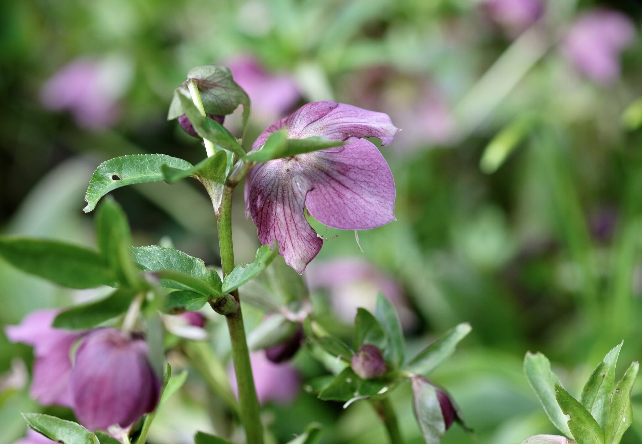 Im Frühling 2024 Die Lenzrosen blühen zahlreich Flein