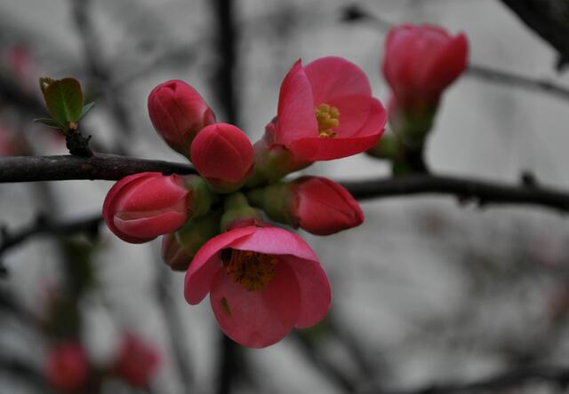 Mitte Februar und die Zierquitten blühen. | Foto: Daniela Somers