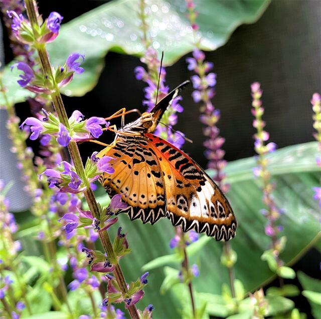 Foto: Heide Böllinger aus Bad Friedrichshall