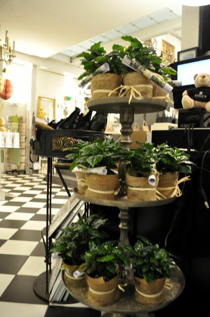 Und wer es versuchen möchte, kann hier auch eine Kaffeepflanze kaufen. | Foto: Daniela Somers